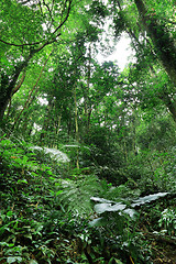Image showing jungle