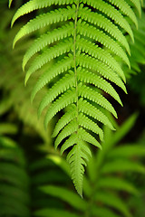 Image showing Fresh green leaf