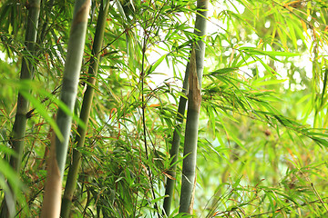 Image showing bamboo