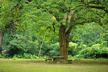 Image showing rest place under big tree