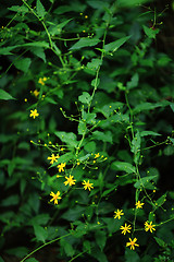 Image showing yellow flower