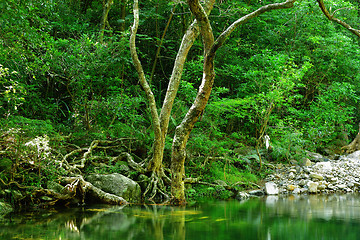 Image showing water pool in forest