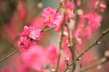 Image showing cherry blossoms for chinese new year