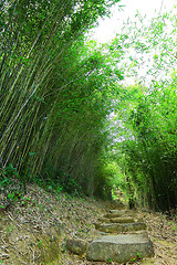 Image showing bamboo forest with path