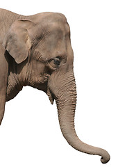 Image showing Close up of an elephants head isolated