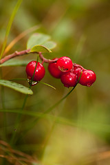 Image showing Lingonberries