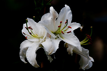 Image showing white lily