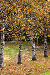 Image showing birchtrees
