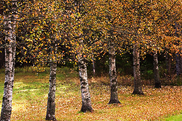 Image showing Birchtrees