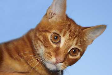 Image showing Red tabby