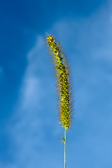 Image showing Foxtail green inflorescence closeup