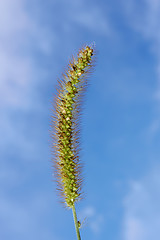 Image showing Bristlegrass inflorescence macro