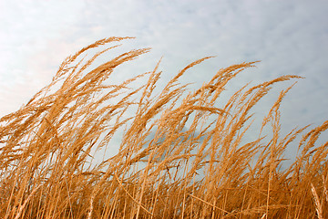 Image showing Dry cereal weeds 