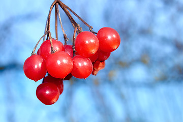 Image showing Red viburnum berries