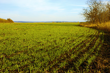 Image showing Sown winter wheat field (II)