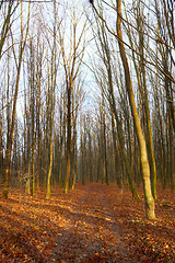 Image showing Alley in the fall hornbeam wood