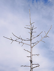 Image showing Aphyllous young pear tree