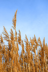 Image showing Tops dry plant cane. Vertical