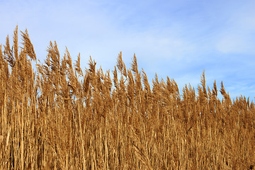 Image showing Tops dry plant cane