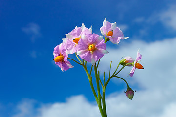 Image showing Inflorescence potatoes