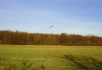 Image showing Two crows fly over the forest and field