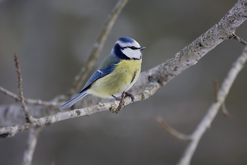 Image showing Blue tit