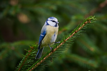 Image showing Blue tit