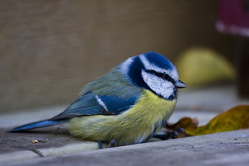 Image showing Blue tit