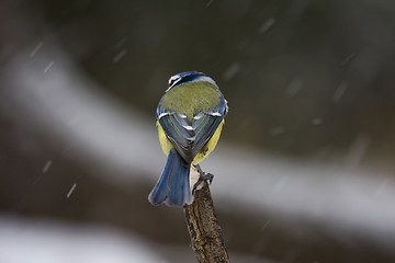 Image showing Blue tit in snow