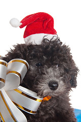 Image showing The small puppy of a poodle with New Year's gifts