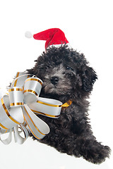 Image showing The small puppy of a poodle with New Year's gifts