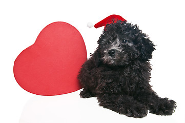 Image showing The small puppy of a poodle with New Year's gifts