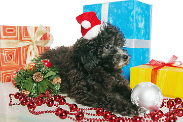 Image showing The small puppy of a poodle with New Year's gifts