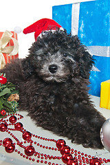 Image showing The small puppy of a poodle with New Year's gifts