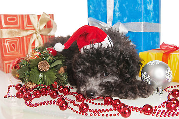 Image showing The small puppy of a poodle with New Year's gifts