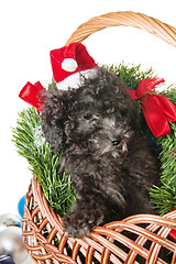 Image showing The small puppy of a poodle with New Year's gifts