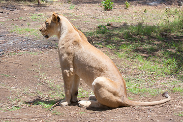 Image showing Lion (Panthera leo)