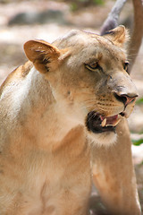 Image showing Lion (Panthera leo)