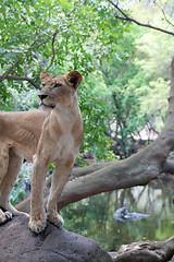 Image showing Lion (Panthera leo)