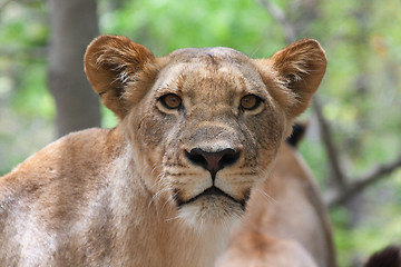 Image showing Lion (Panthera leo)