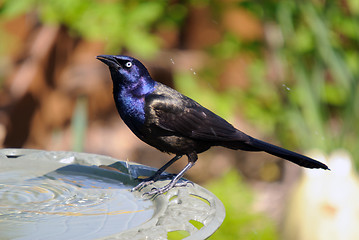 Image showing Common Grackle