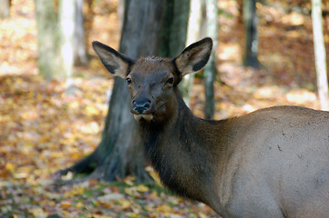 Image showing Elk