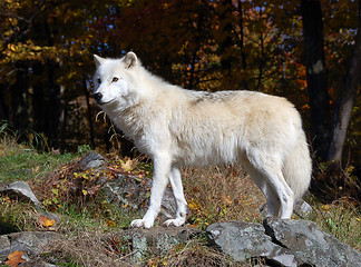 Image showing Arctic Wolf