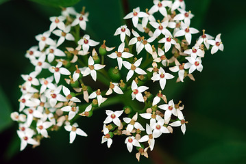 Image showing Wild plant