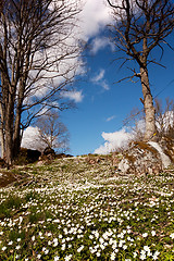 Image showing Springtime