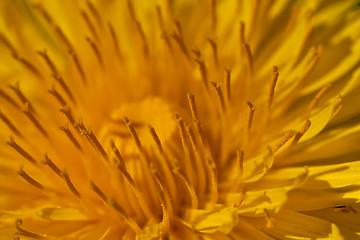 Image showing Dandelion