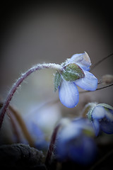 Image showing Blue anemones