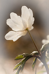 Image showing wood anemone