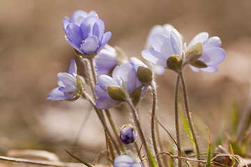 Image showing blue anemones