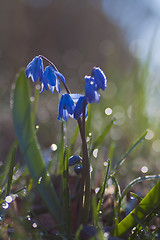 Image showing Blue springflower